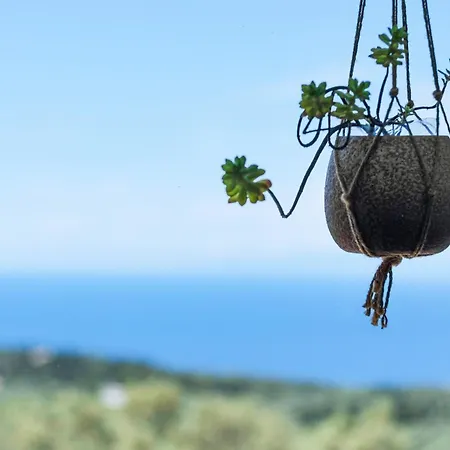 Belvedere Rosa * Цукаладес